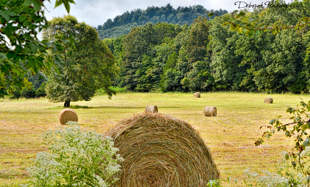 Hay in Field
